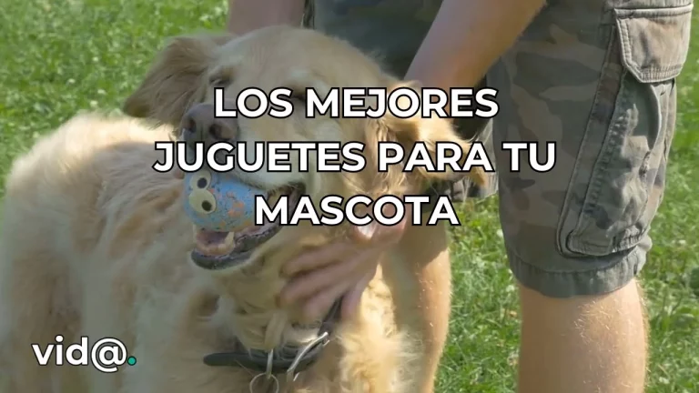 Los mejores juguetes para tu mascota
