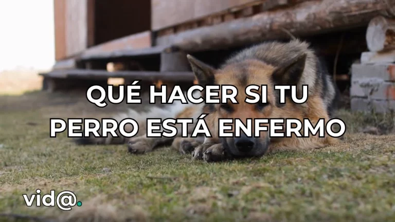 Qué hacer si tu perro está enfermo
