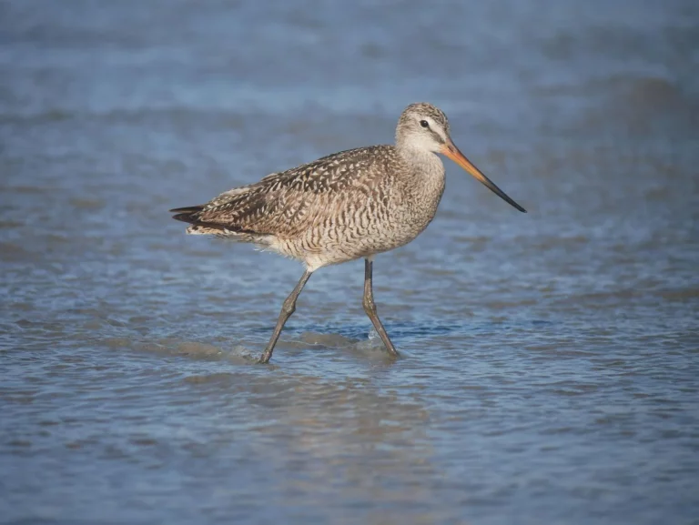 Es posible caminar sobre el agua y estos 5 animales te lo demuestran