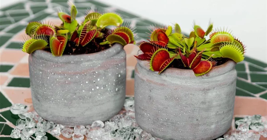 El correcto regado de las plantas carnívoras y las especies más populares