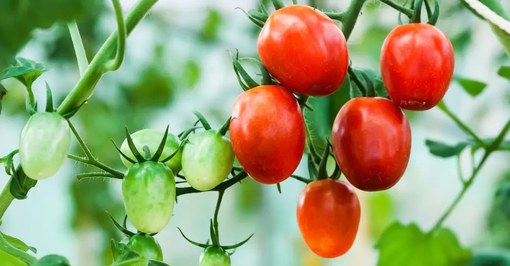 Plantar tomates naturales y sin químicos nunca fue tan fácil 