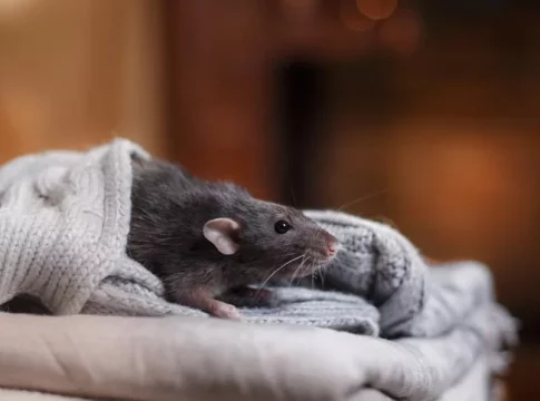 veneno ratas Cómo hacer un veneno para ratas casero