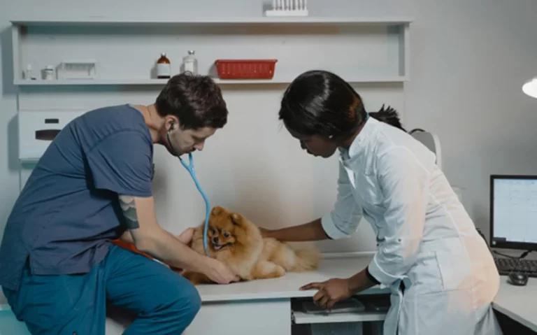 Razones por las que estudiar veterinaria es una decisión acertada