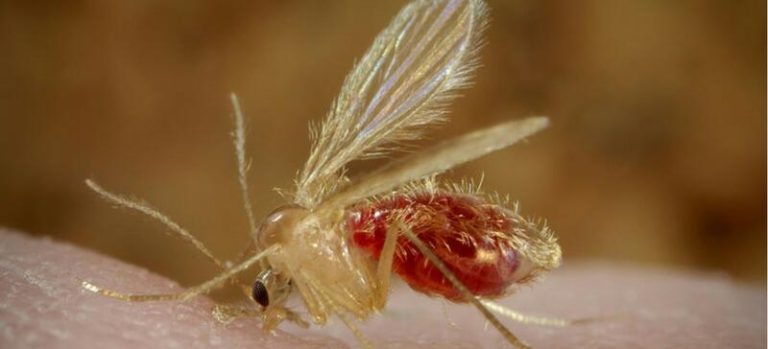 Comunidad de Madrid estudiará el impacto de la leishmaniasis con análisis del mosquito que la causa, liebres y conejos