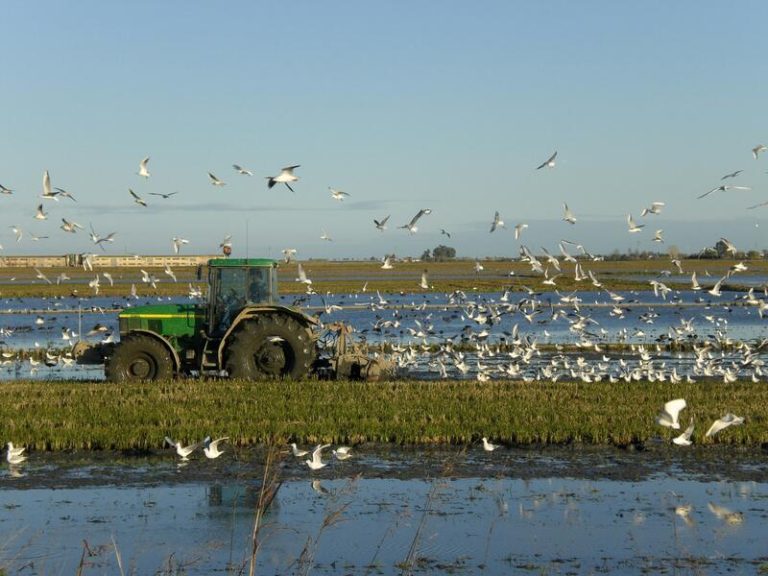 SEO/BirdLife cumple mañana 70 años de defensa de las aves, la naturaleza y el bienestar humano ligados al medio ambiente