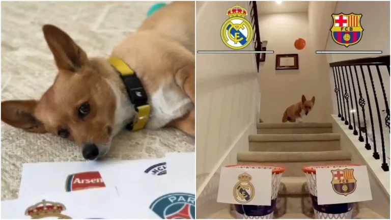 Steph Furry, El perro más mediático de la Champions, se pasa al Basket