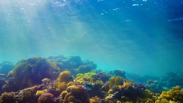 Una atracción masiva que realmente pocos pueden disfrutar de cerca