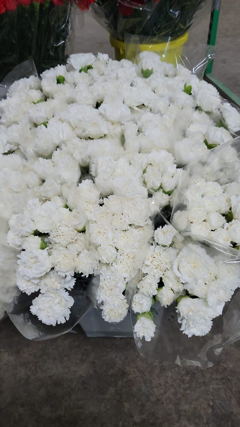 HousinGo celebra San Isidro regalando 3.000 claveles en el Barrio de Salamanca