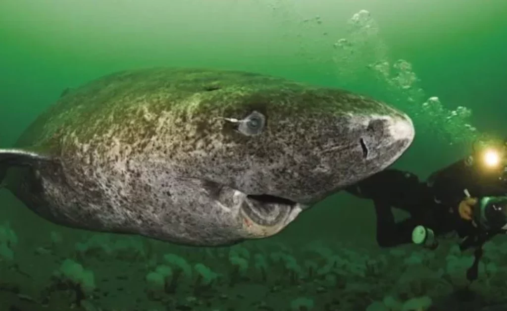 Puede vivir hasta 500 años y se encuentra en el Caribe: ¿Conoces al animal más longevo del planeta?