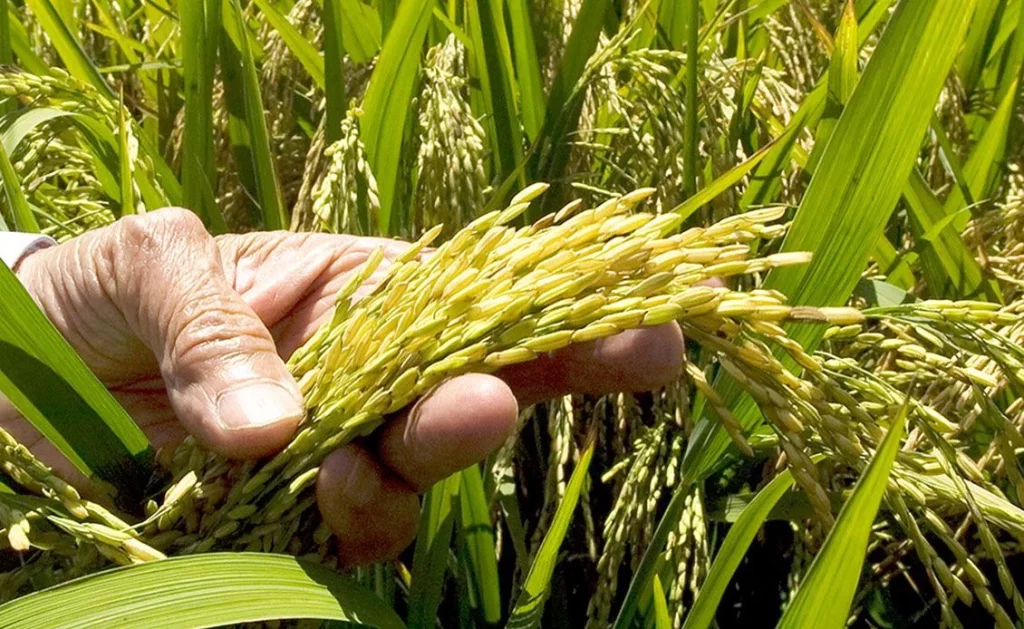Los agricultores españoles claman igualdad con el uso de herbicidas del arroz 1 El debate sobre el herbicida del arroz: ¿Igualdad de condiciones en la agricultura europea?