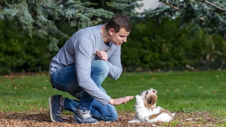 El video que revela las 3 cosas que tu perro odia de ti al pasear