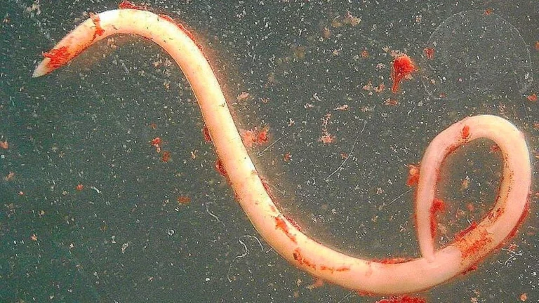 La UE alerta sobre el peligro del Anisakis en productos pesqueros