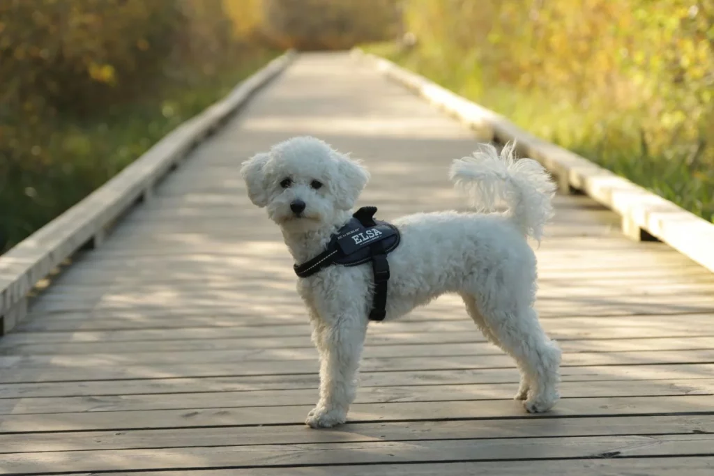 El video que revela las 3 cosas que tu perro odia de ti al pasear 9 La ciencia por fin aclara la razon por la que los perros mueven la cola