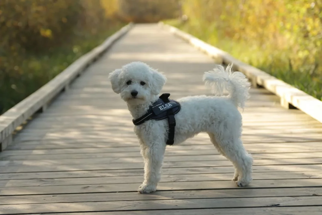 La ciencia por fin aclara la razón por la que los perros mueven la cola