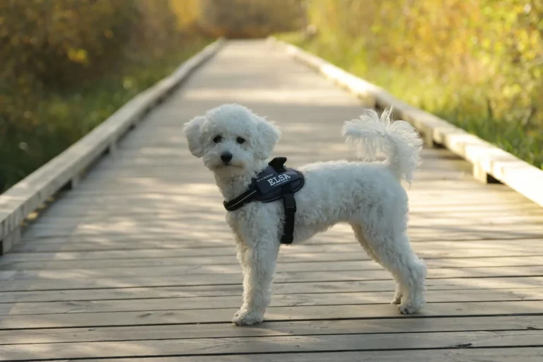 La ciencia por fin aclara la razón por la que los perros mueven la cola