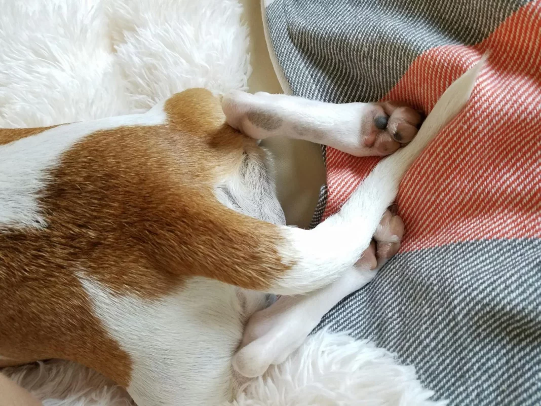 La ciencia por fin aclara la razón por la que los perros mueven la cola