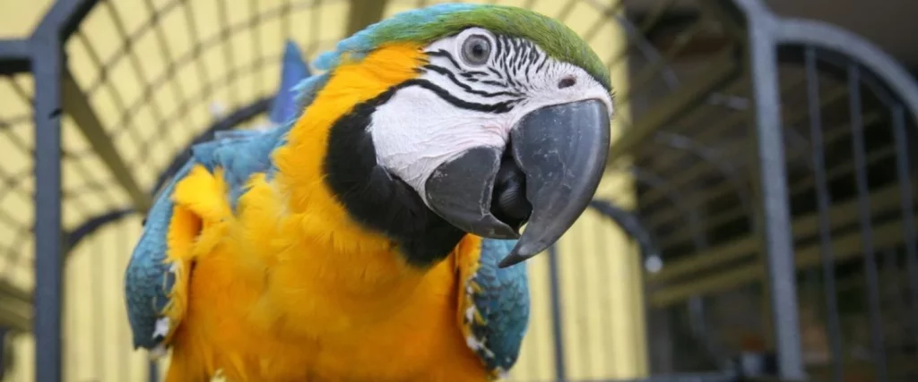 El loro que no sabe guardar secretos, ¡Un amigo!