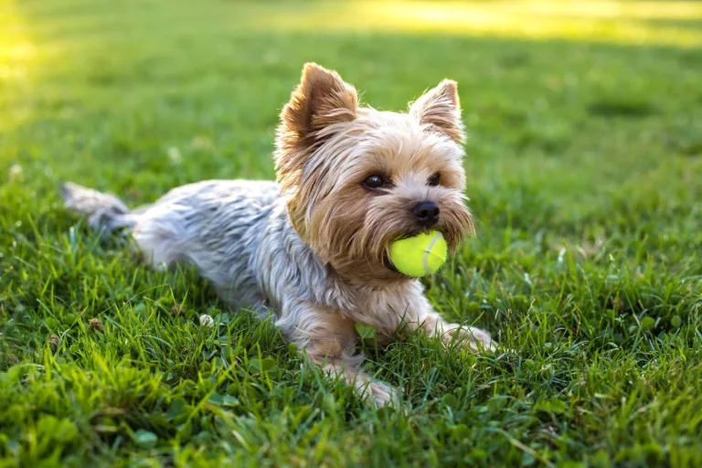 Los 10 consejos para lograr efectivamente educar a tu mascota