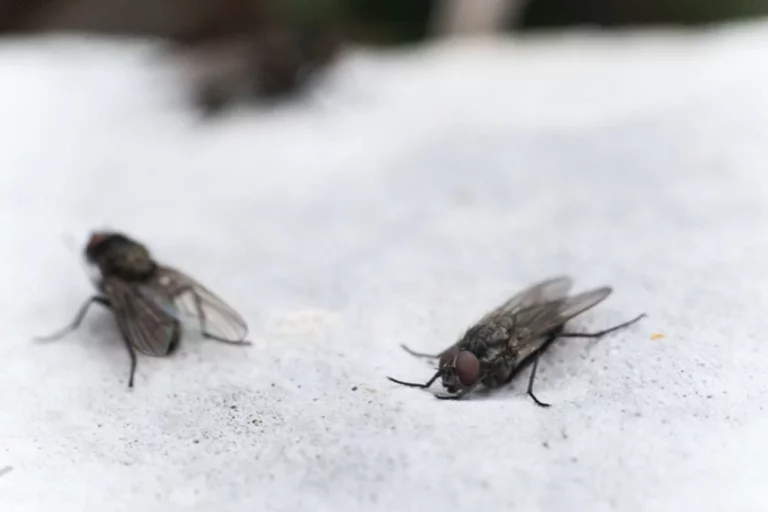 Los 5 remedios caseros con el que triunfarás eliminado las moscas en el verano