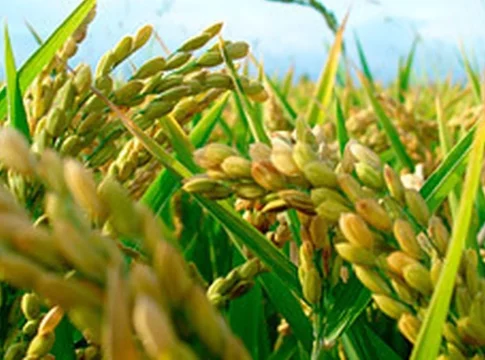 Los agricultores españoles claman igualdad con el uso de herbicidas del arroz Los agricultores españoles claman igualdad con el uso de herbicidas del arroz