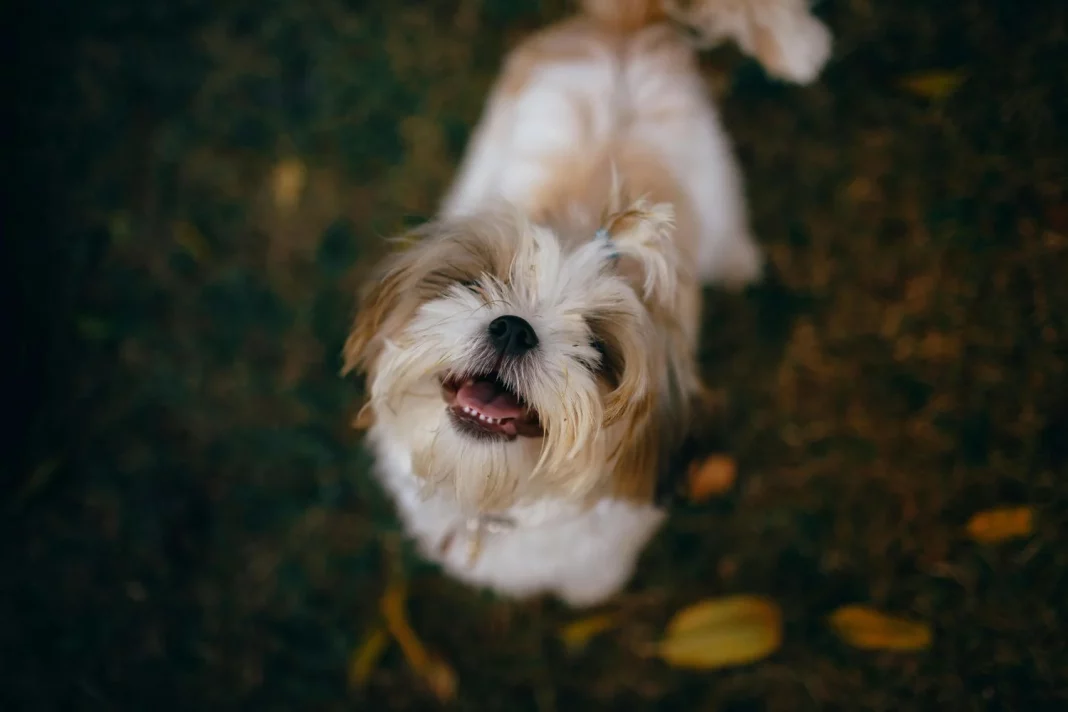 La ciencia por fin aclara la razón por la que los perros mueven la cola