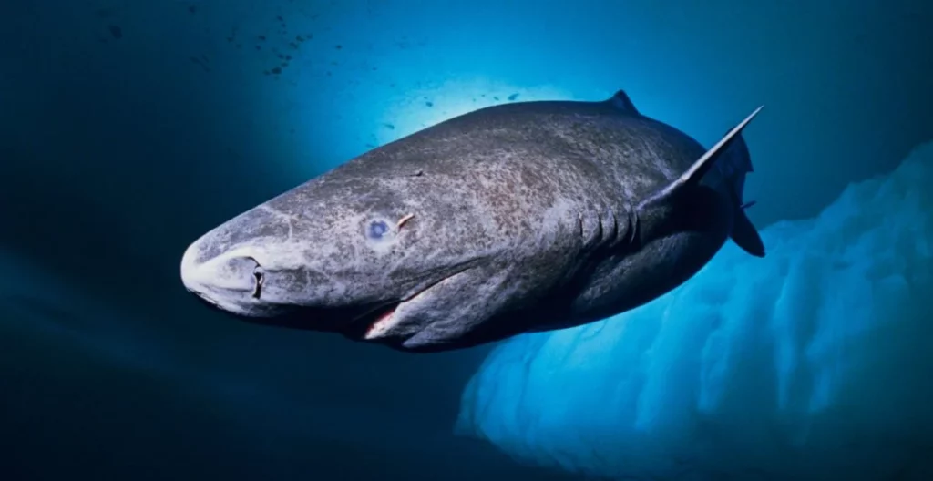 Puede vivir hasta 500 años y se encuentra en el Caribe: ¿Conoces al animal más longevo del planeta?