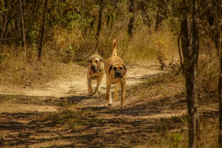 ¡Alerta en el aeródromo! Dos perros traviesos retrasan el aterrizaje en Santiago