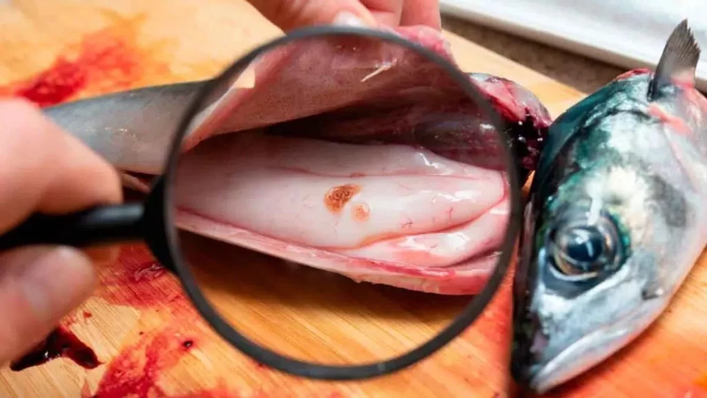 Medidas preventivas y pautas de seguridad para evitar la contaminación por Anisakis en productos pesqueros