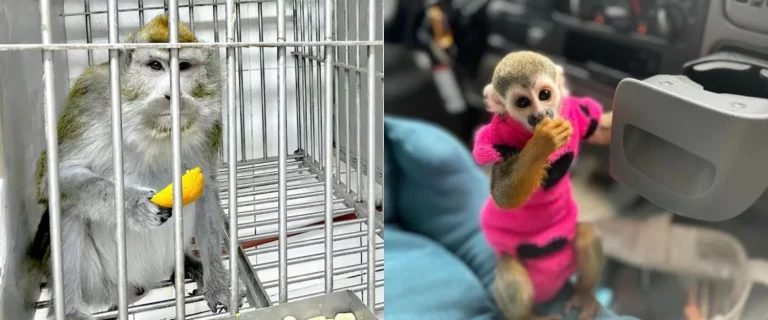 La última locura de Elon Musk es hacer que monos enfermos arañen a sus empleadas