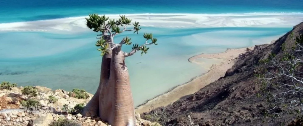 ¿Que se puede hacer en la Isla de Socotra y sus alrededores?
