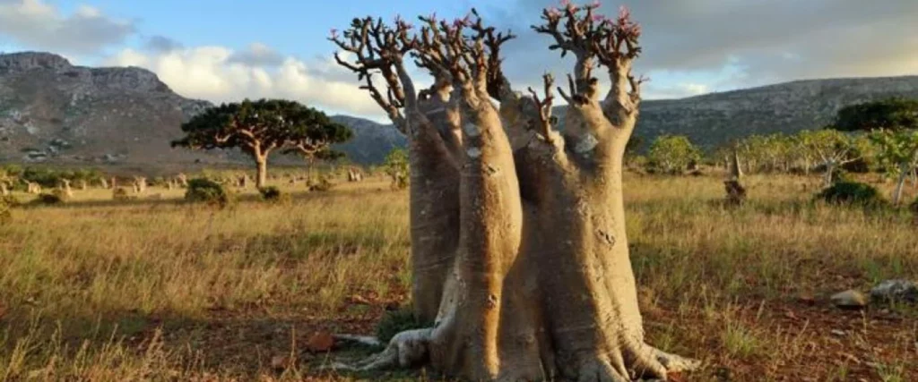 La admiración del mundo con la Isla de Socotra