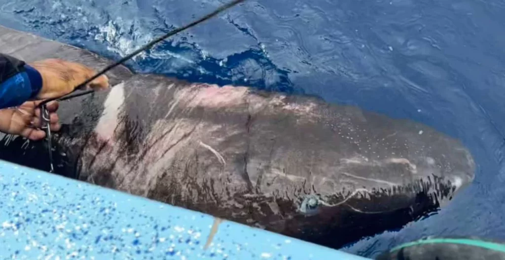 Puede vivir hasta 500 años y se encuentra en el Caribe: ¿Conoces al animal más longevo del planeta?