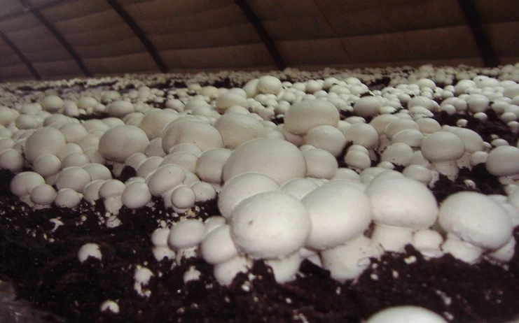 "Nacen de la m*erda": Tremendo enfado con Pablo Motos y 'El Hormiguero' por una patinada en el programa