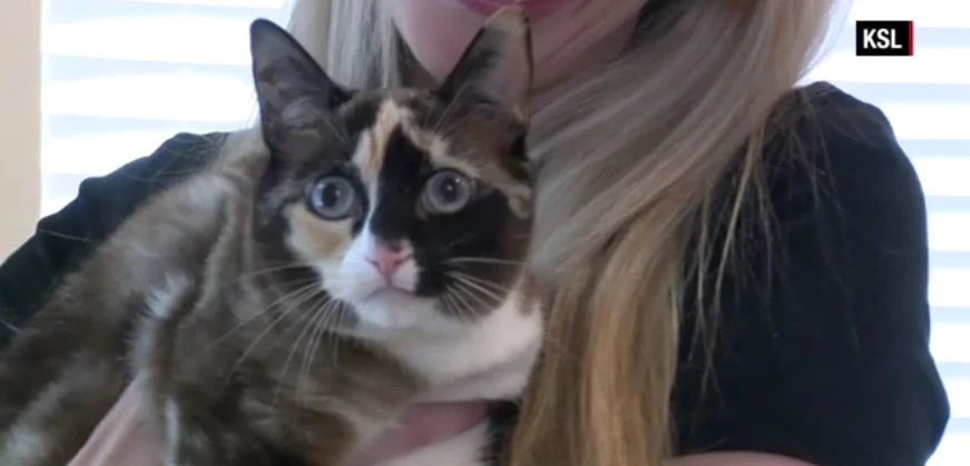 Mandaron a su gato en una caja de Amazon por error de un lado a otro del país durante 6 días