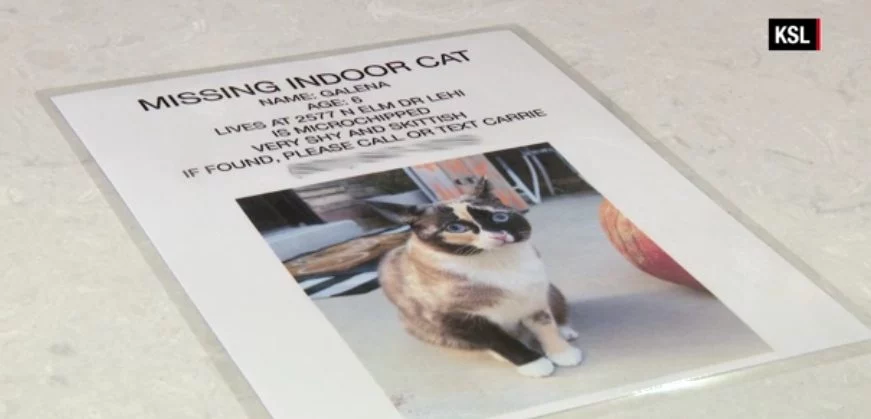 Mandaron a su gato en una caja de Amazon por error de un lado a otro del país durante 6 días