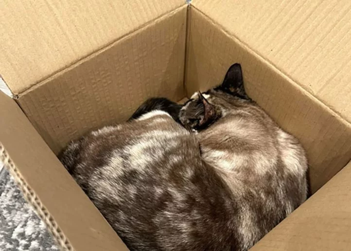Mandaron a su gato en una caja de Amazon por error de un lado a otro del país durante 6 días