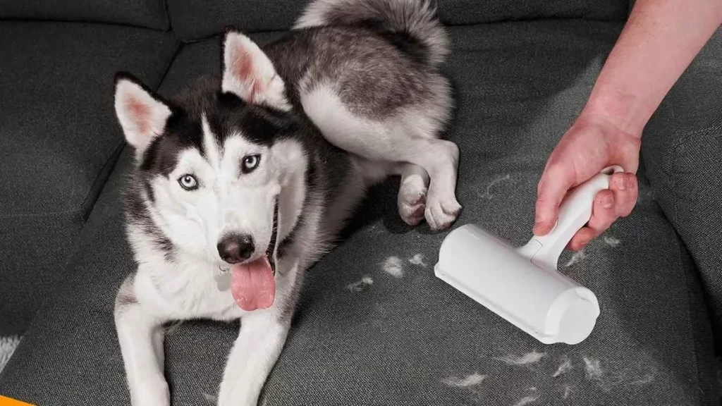 Los 10 trucos infalibles para eliminar los pelos de las mascotas del sofá 25 Utiliza rodillos para pelusas