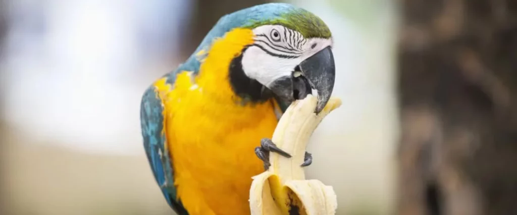 El loro, uno de los animales más inteligentes