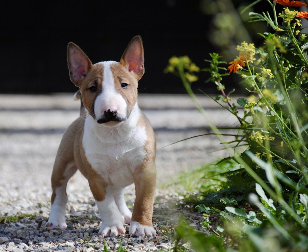 Cuánto tiempo tarda tu perro en olvidarte según un influencer 1 bull terrier mini mejor raza perros