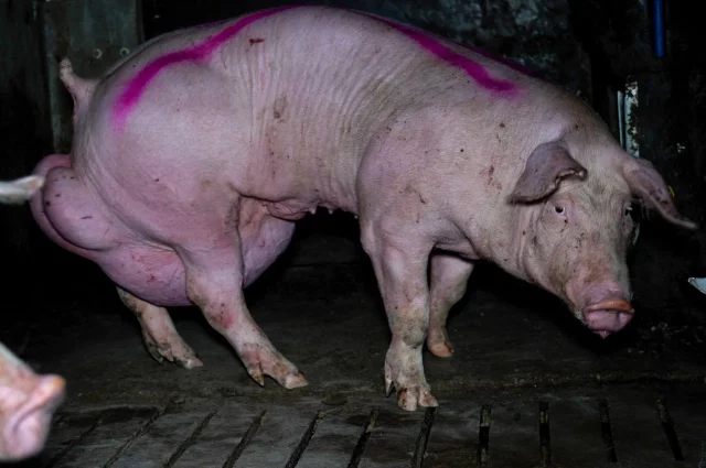 deformidad cerdo granja burgos