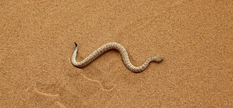 No solo es caminar: Deberías ir preparado para enfrentar problemas de gran calibre