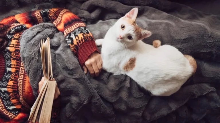 Por qué tu gato se sienta en tus cosas ¡Y no es para marcar territorio!