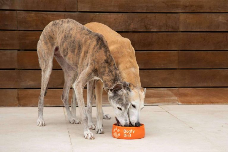 Las recetas naturales para perros que se pueden encontrar en Dogfy Diet