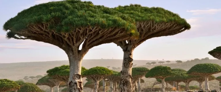 Explora la isla de Socotra, el destino turístico con tintes alienígenas
