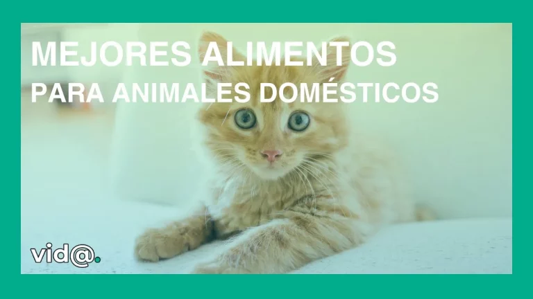 Mejores alimentos para animales domésticos Mejores alimentos para animales domésticos