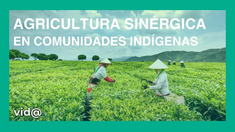 Agricultura sinérgica en comunidades indígenas