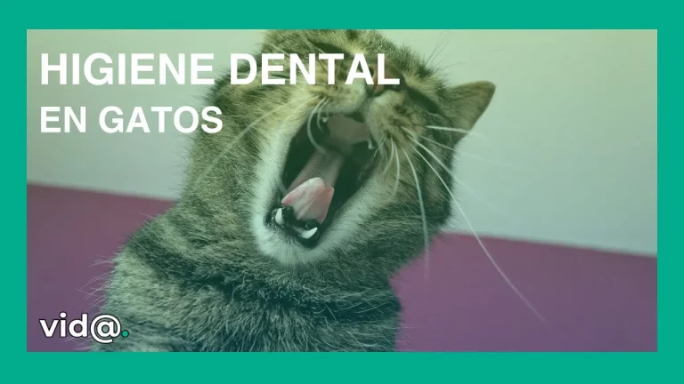 Higiene dental en gatos