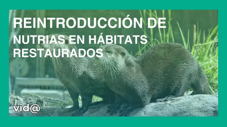 Reintroducción de nutrias en hábitats restaurados