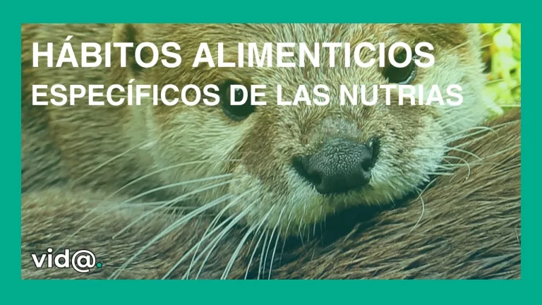 Hábitos alimenticios específicos de las nutrias