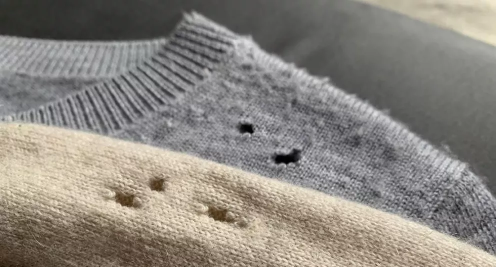 ¡Ojo con las polillas! Su alimento preferido son tus abrigos